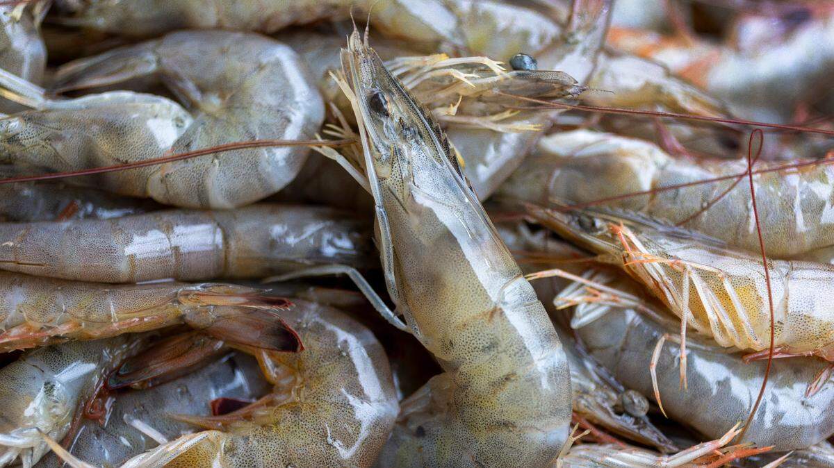 Walmart has recalled frozen, raw shrimp sold in 13 states because of potential radioactive contamination from Cesium-137. Lowcountry shrimpers continue to advocate for local sourcing. Photo from July 16, 2025 in Sneads Ferry, N.C.