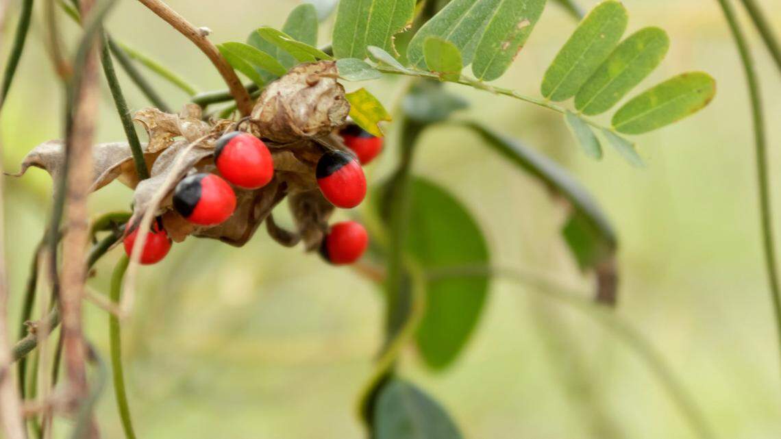 Although Jequirty Bean is not grown in our state, the seeds are used in souvenir necklaces.