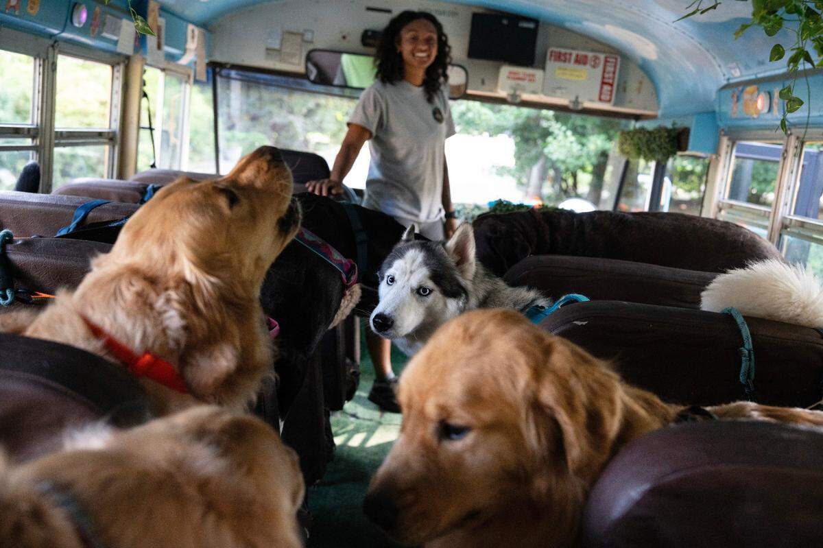 Dajea Scott, Jaxen’s partner and girlfriend, helps usher a new dog into the Pup Park Shuttle on Wednesday, June 4, 2025 in Raleigh, N.C.