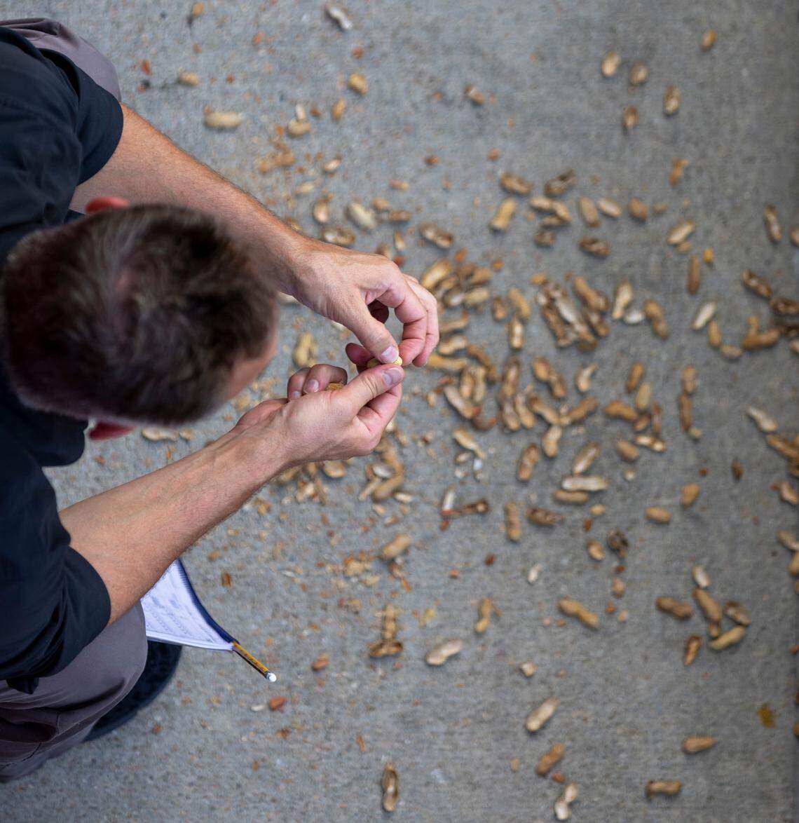 A fan at Five County Stadium enjoys some Hampton Farms peanuts during a game between the Carolina Mudcats and the Kannapolis Cannon Ballers on Tuesday, July 18, 2023 in Zebulon, N.C