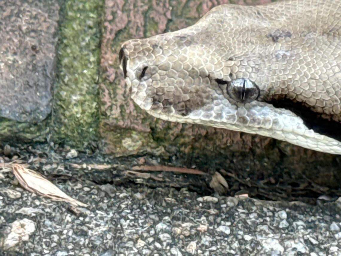 A nearly 4-foot-long boa constrictor was found at the McDonalds on Harrison Avenue in Cary on June 21, 2025.