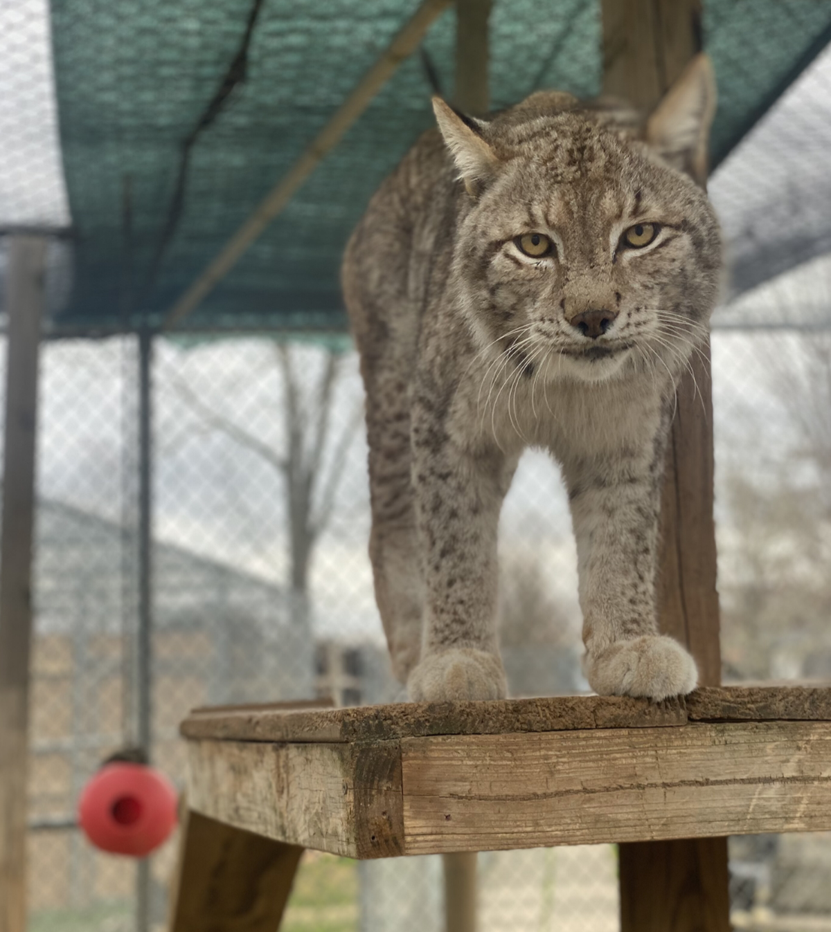 An exotic cat at Zootastic Park of Lake Norman at 448 Pilch Road in Troutman, about 35 miles north of Charlotte, in Iredell County.