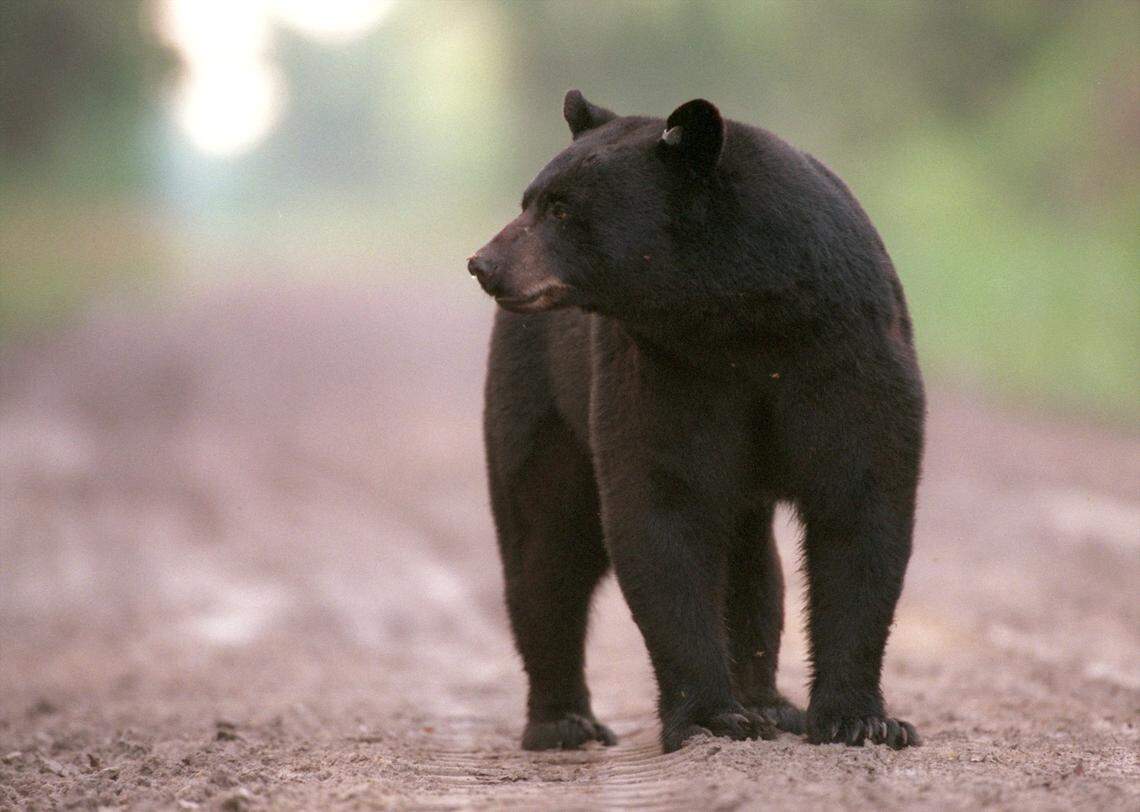 You may spot a black bear at this time of year around the Triangle, but this isn’t their home year-round. Bears are highly motivated by food and will come near humans for an easy snack.