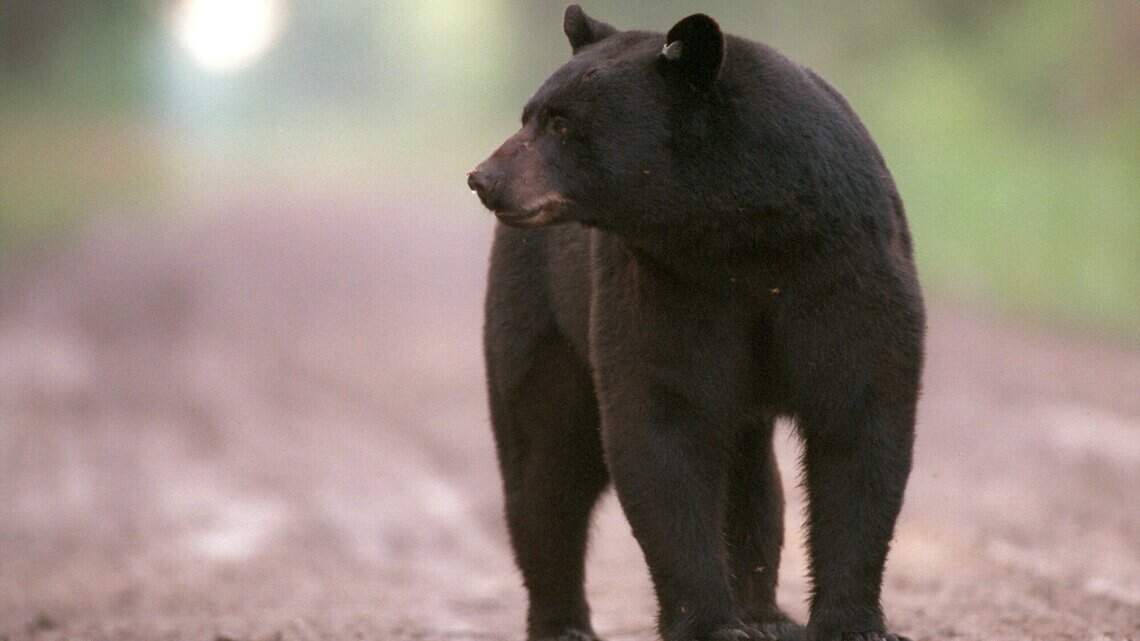 Don’t run if you see a bear on a California hiking trail — or on your lawn. Do this instead