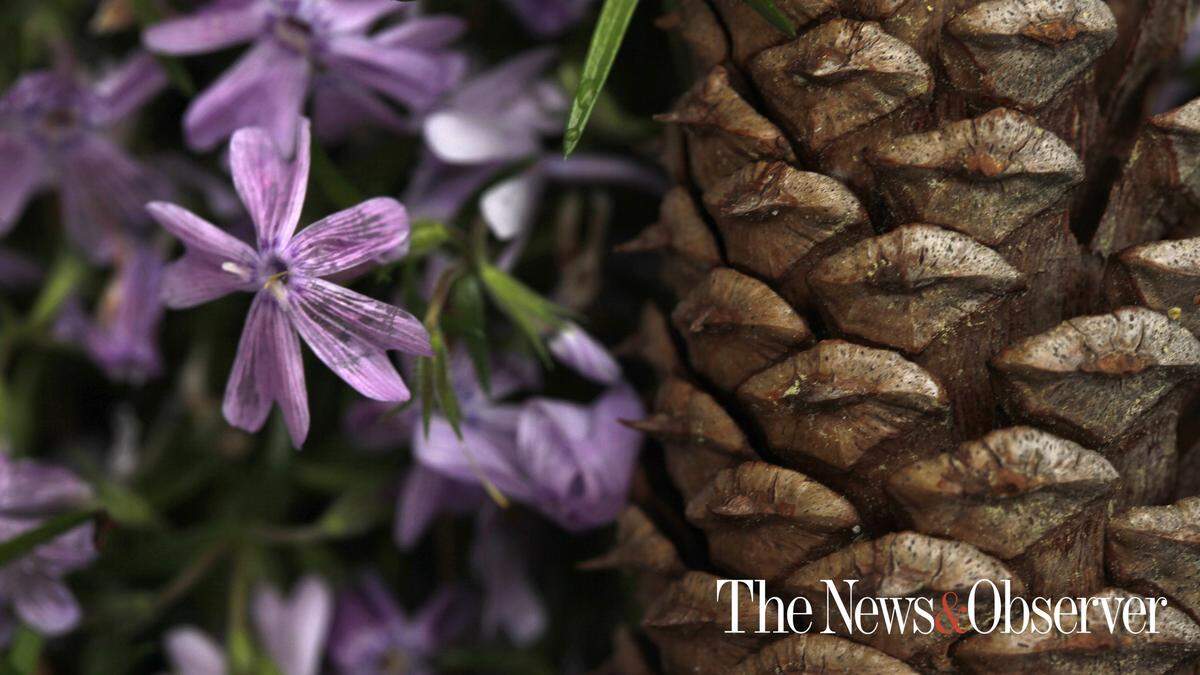 A pine cone is surrounded by blooming phlox in Cary, N.C.