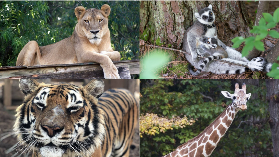 Lemurs, tigers and giraffes: A guide to animal experiences in or near the Triangle