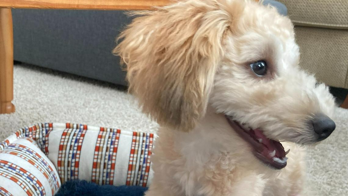 RDU On the Rise: Take your cocktail to go, the ACC is falling apart and sunflowers are coming