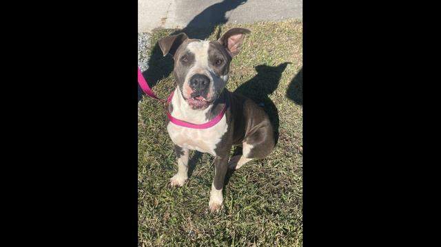 This dog was seen flying out an SUV as it passed the Dunn Animal Control Facility in Dunn, North Carolina, police say.