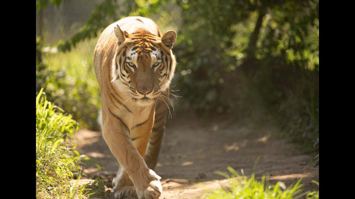 Naveen Tiger was one of seven tigers at the Carolina Tiger Rescue sanctuary in Pittsboro, NC. His death was announced on Feb. 11.
