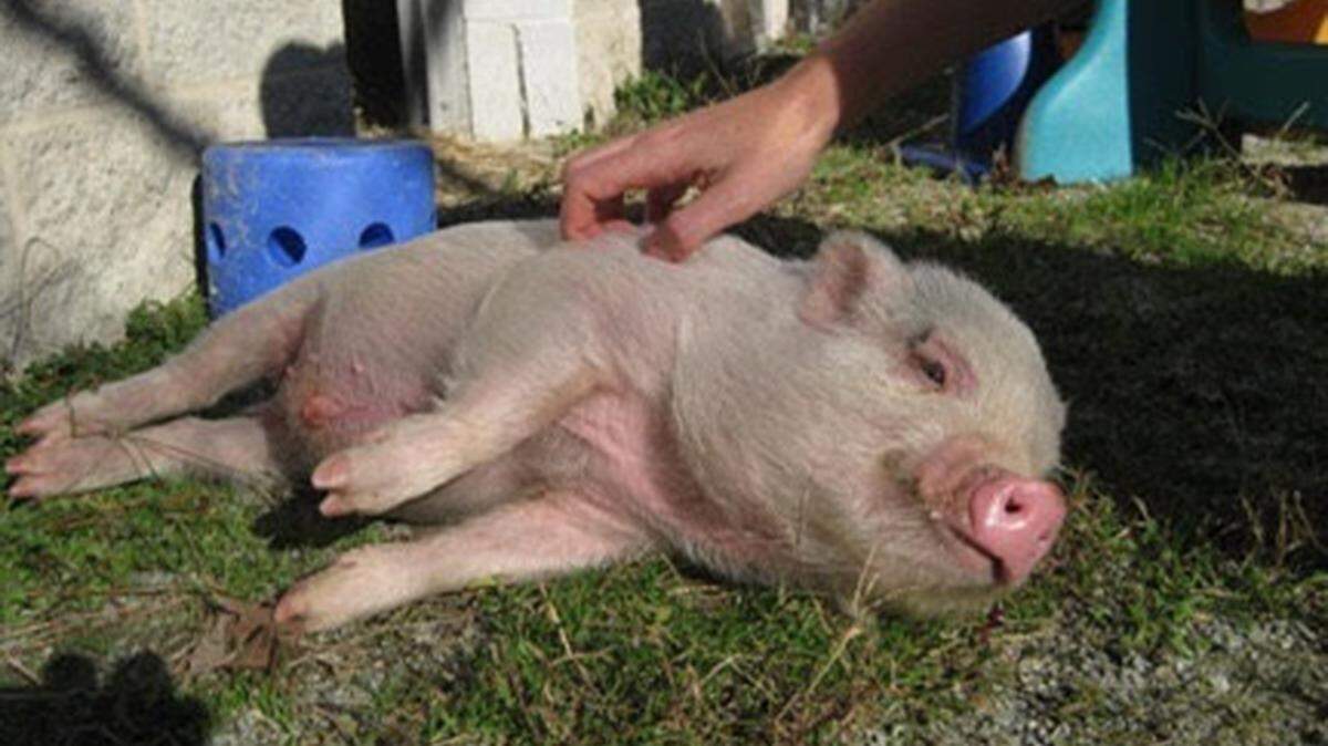 Auggie the pig enjoyed belly rubs and basking in the sun, officials said.