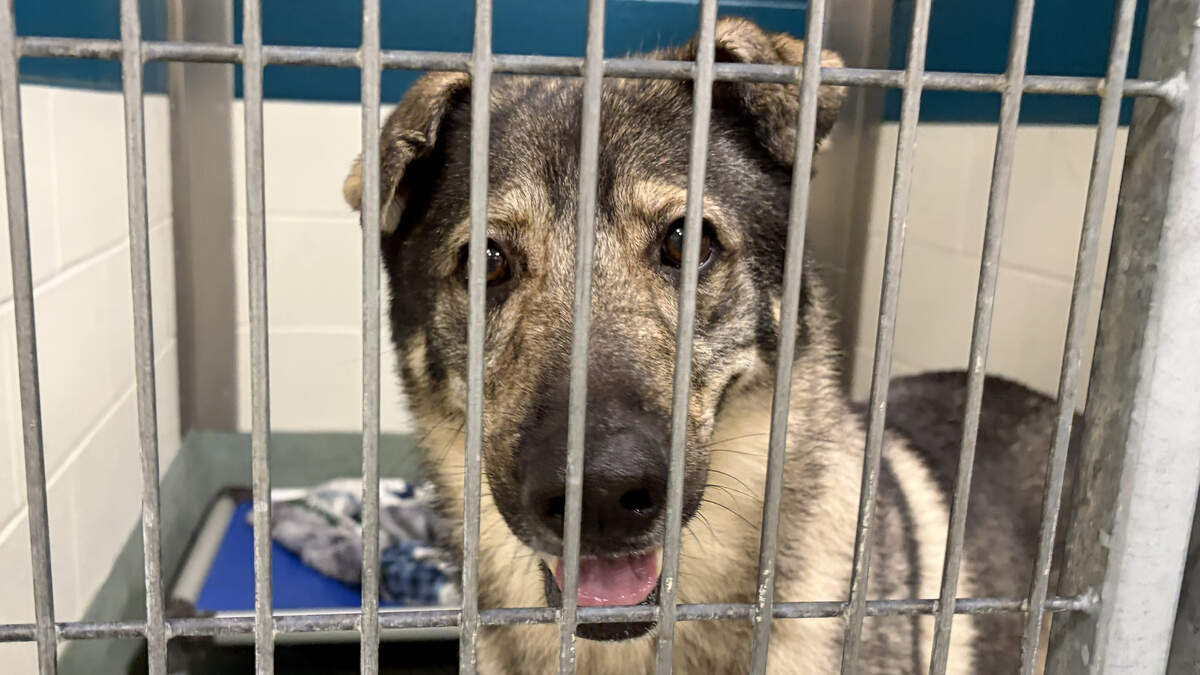 One of the dogs awaiting adoption at the Wake County Shelter.