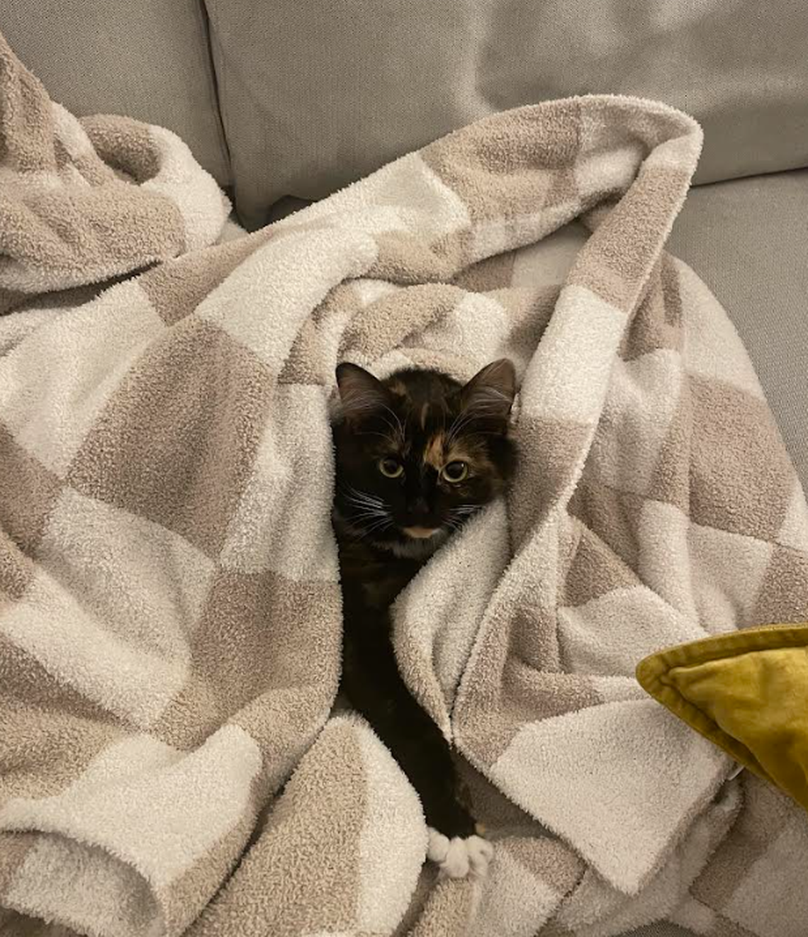 Winnie, the winner of the News & Observer’s cutest cat contest.