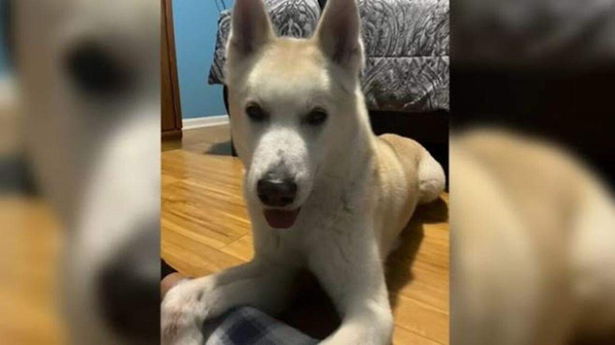 “He was such a playful dog. He was really sweet,” Lisbeth Negrete said.