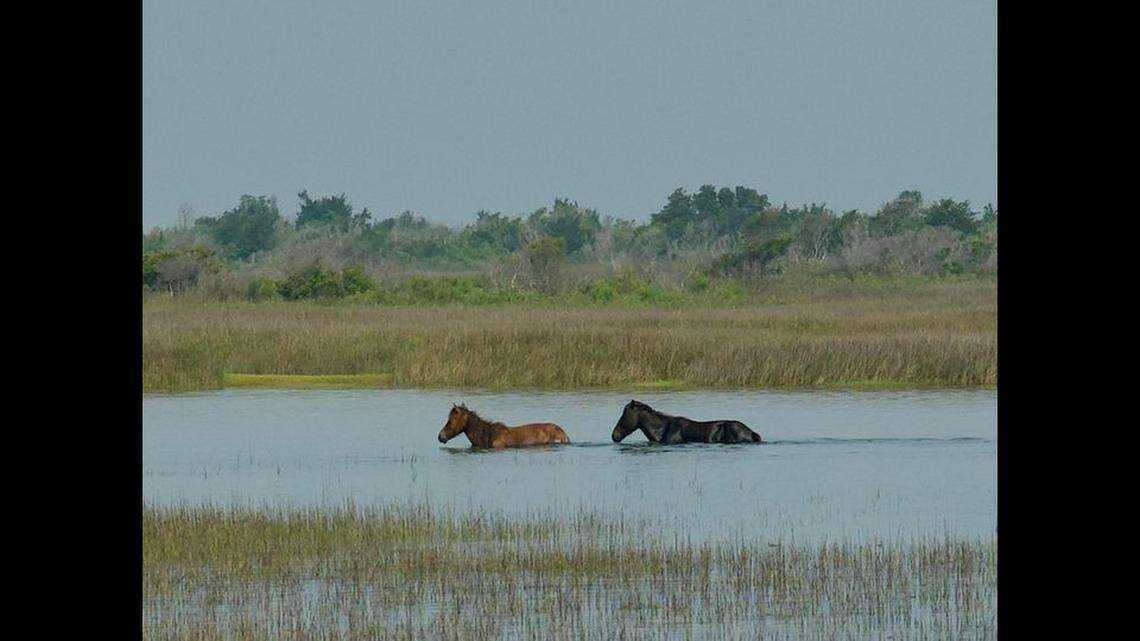 What are wild horses up to when they wade and swim from one island to another off North Carolina? It’s a survival skill, the National Park Service says.
