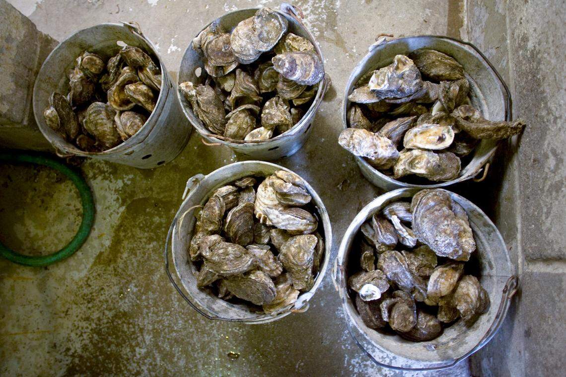 Buckets of washed oyster are lined up in the door of the steam room, ready for cooking at the Sunny Side Oyster Bar in Williamston.