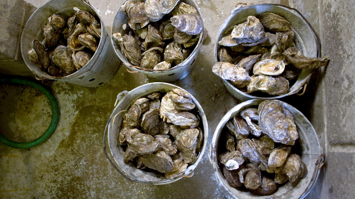 The state Department of Health has issued a health advisory for norovirus-like illnesses linked to raw oysters.