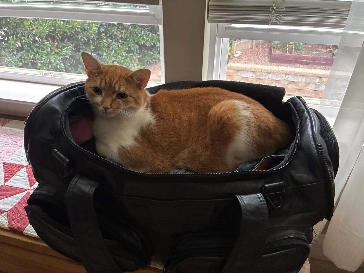 Marmalade, the winner of The News & Observer’s cutest cat contest.