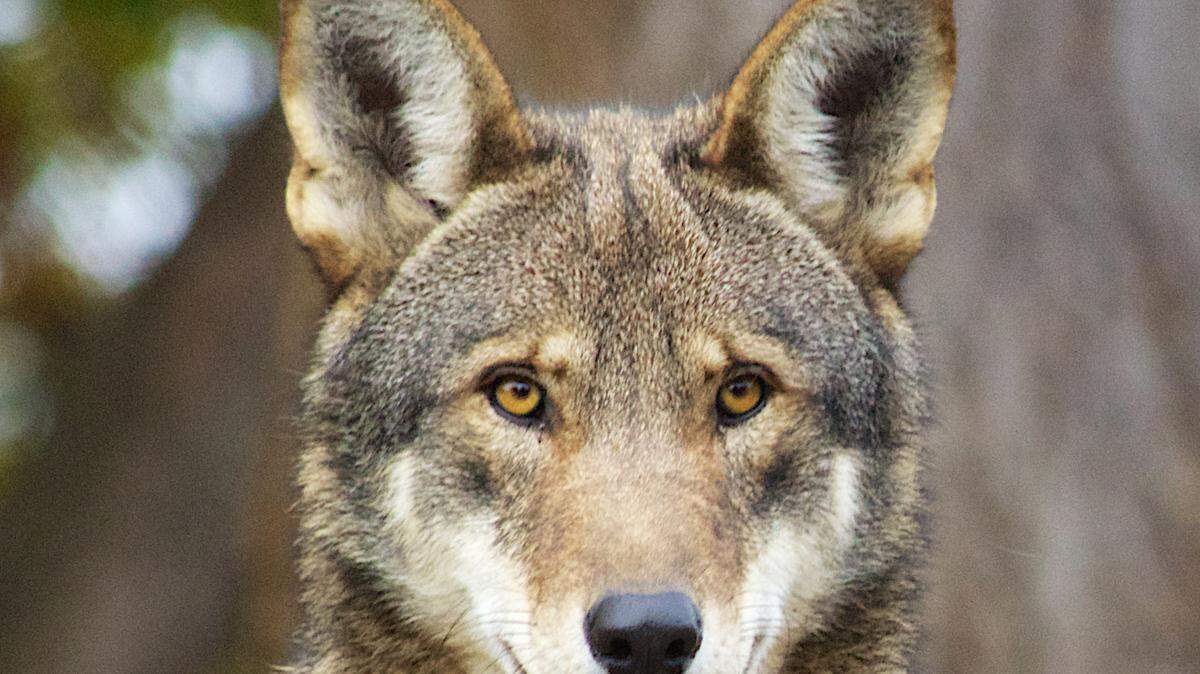 Rare, red wolf shot and killed in eastern North Carolina. Now there’s a reward.
