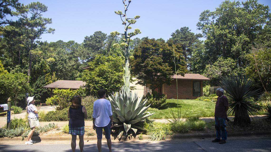Onlookers marvel at a19-foot-tall century plant (Agave americana) is in bloom at the home of Alan Tharp in Raleigh where it was planted in 1992. Despite its name, a century plant usually blooms every 10 to 25 years.