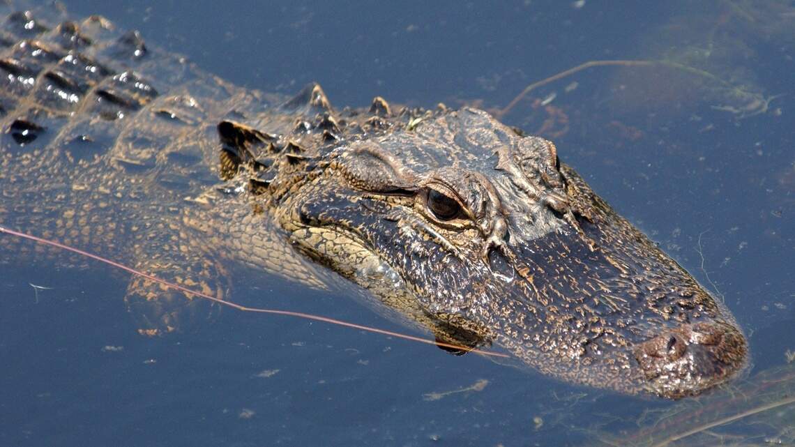 Alligator hunting is now legal in NC, but it may be harder to get a permit than ‘Hamilton’ tickets