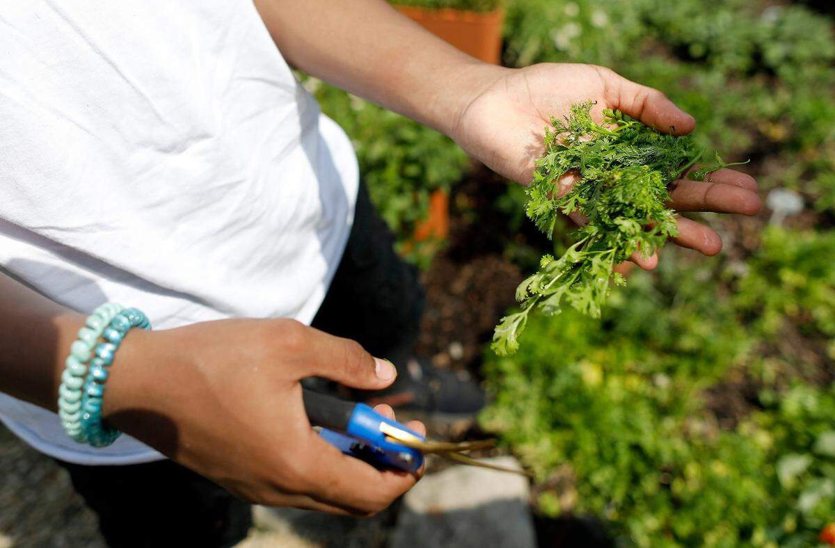 Small container gardens are perfect for those who live in an apartment with a small or no balcony, in a dorm or in a rental room of a house. Among the most popular plants to grow in windowsills and small spaces are herbs, including cilantro.