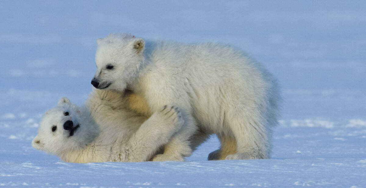 In “My Journey with a Polar Bear,” Norwegian filmmaker Asgeir Helgestad follows one single polar bear mother’s life over the course of four years, documenting her struggle to raise her cubs as their home melts away.
