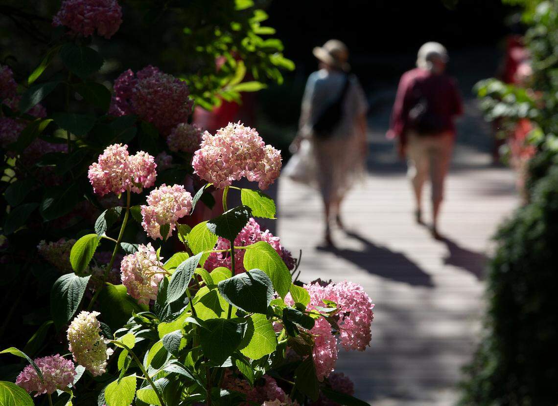 People walk beyond blooming hydrangeas at Sarah P. Duke Gardens on Tuesday, May 21, 2024, in Durham, N.C.