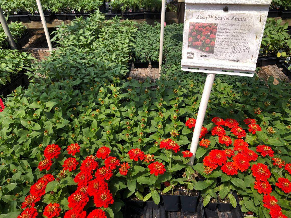 Scarlet zinnias for sale at Big Bloomers plant farm in Sanford on March 26, 2025. Gardeners have been out shopping for spring plants but weather experts say central North Carolina may not be safe from frost yet.