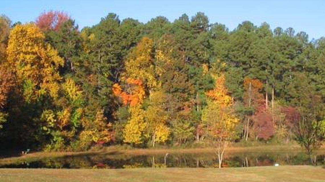 A man died from his injuries after a falling tree hit him at Bur-Mil Park, officials said.