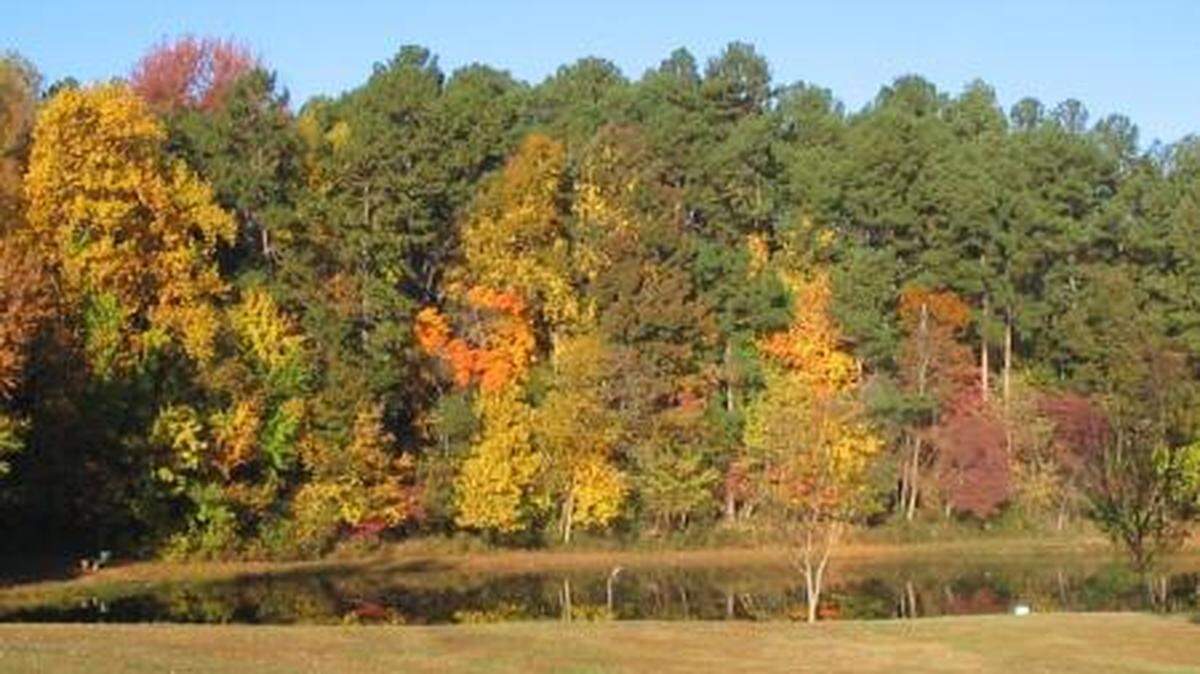 A man died from his injuries after a falling tree hit him at Bur-Mil Park, officials said.