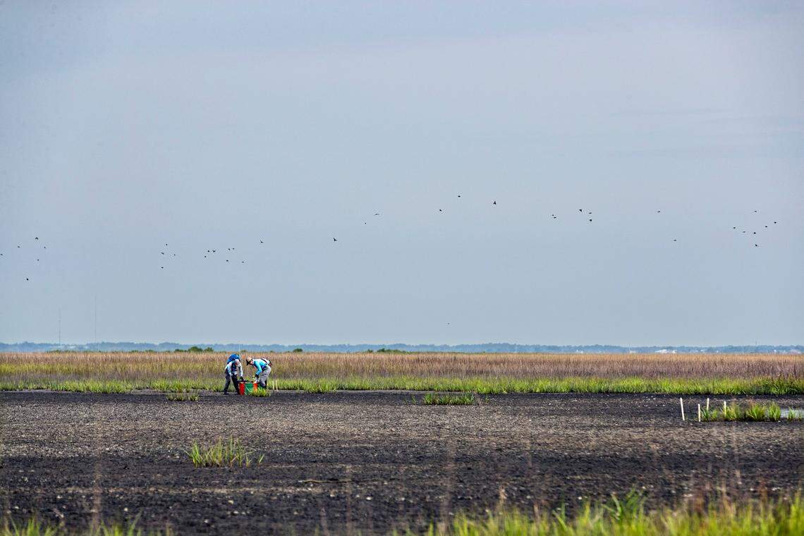 On Jekyll Island, scientists and students are researching the effectiveness of spraying mud that was removed from the bottom of the Intercoastal Waterway in building up marshes. If the marsh grasses recover in the experimental area, this could be a method for defending tidal marshes from sea level rise.