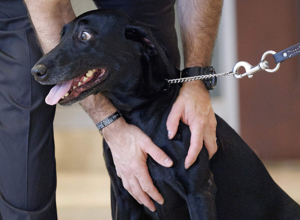 A person pets Sasha, K-9 partner of slain Wake County Deputy Ned Byrd, following a hearing on Tuesday, Sept. 16, 2025, during which brothers Alder Marin-Sotelo and Arturo Marin-Sotelo pleaded guilty for their roles in Byrd’s August 2022 killing.