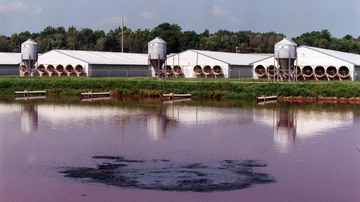 Waste funneled from the pig housing quarters bubbles goes into an adjacent pond. The waste disposal method has drwan nuisance lawsuits from neighbors who say the ponds and spraying of the waste on fields creates a foul odor.