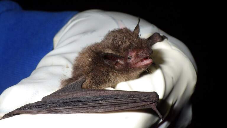 How rain, a daycare teacher’s tip and grit led to discovering NC’s lost bats
