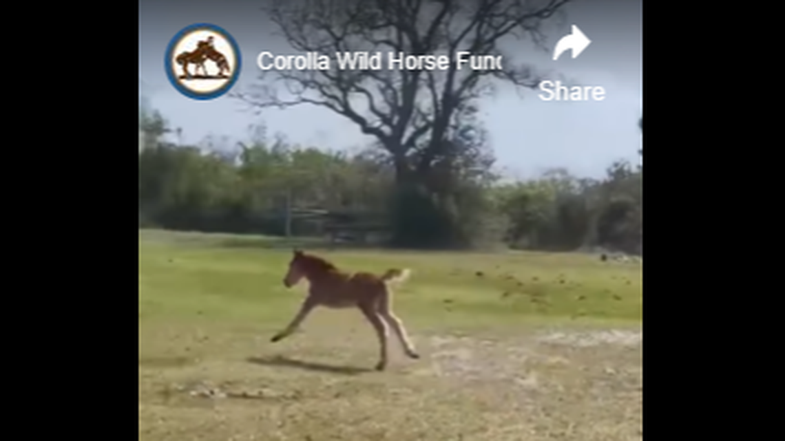 Dove is the first foal of the year at the Outer Banks, the Corolla Wild Horse Fund said.