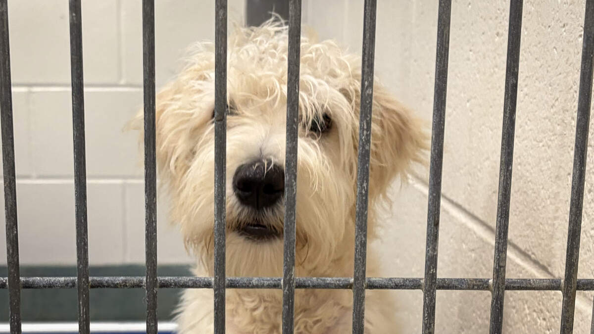 One of several dogs awaiting adoption at the Wake County Animal Center that is over capacity.