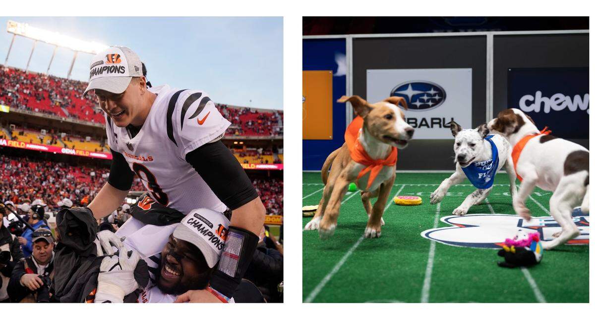 Cincinnati Bengals quarterback Joe Burrow (left) Puppy Bowl action on Animal Planet (right).