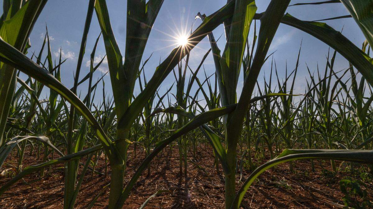‘It’s been a tough year.’ NC farmers look for solutions as corn crop withers in field.