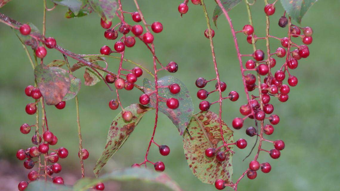 Black Cherry is found in woods, along fence rows and on the edges of fields throughout the state.