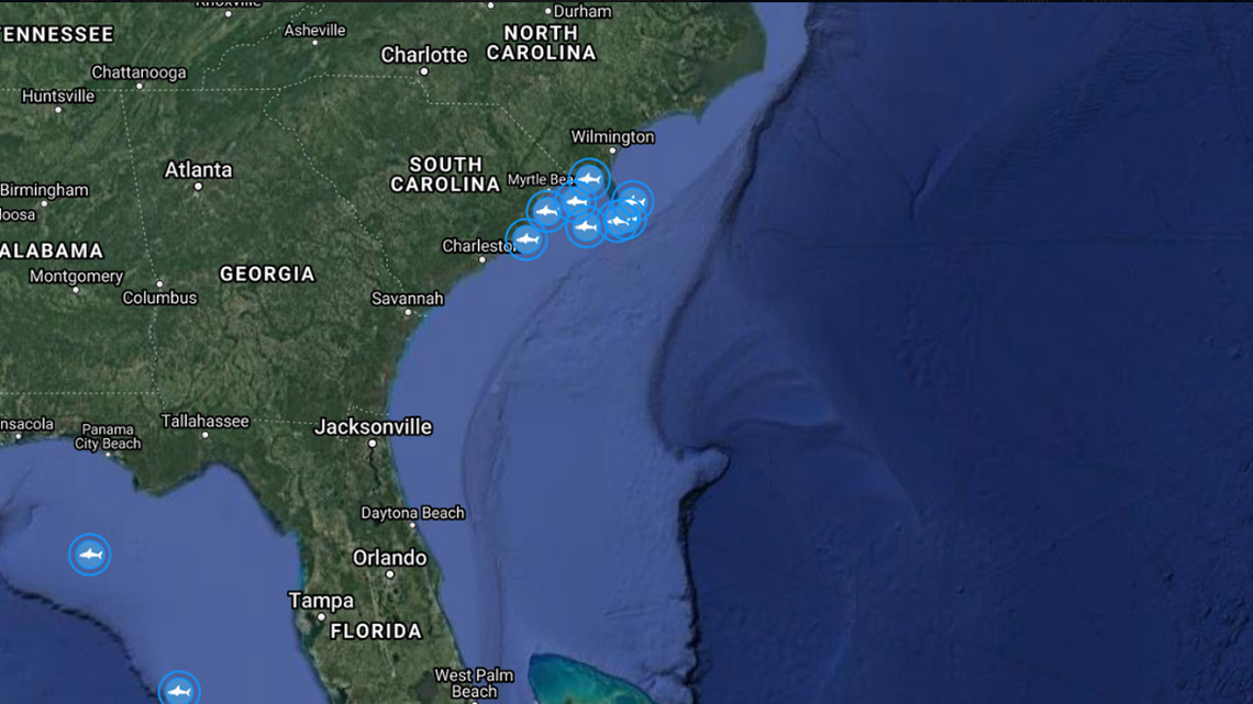 Satellite data shows the clustering off great white sharks off the Carolinas is growing more pronounced. Eight great white sharks are now one on top of the other near the state line.