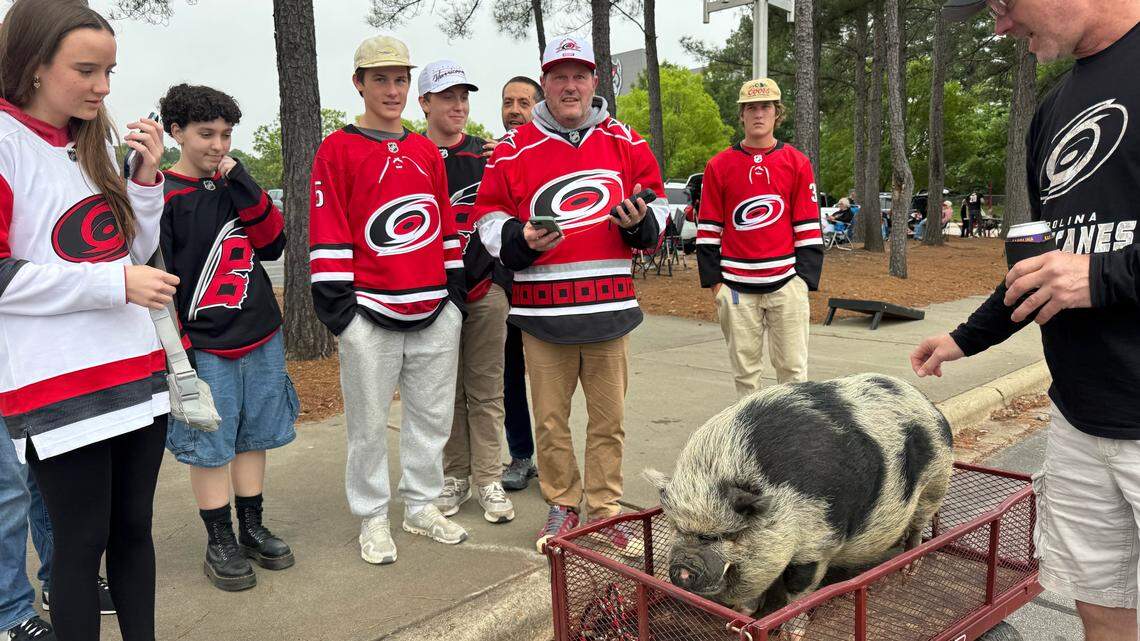 Hamilton the pig is back. Could he bring the Canes good luck in the playoffs?