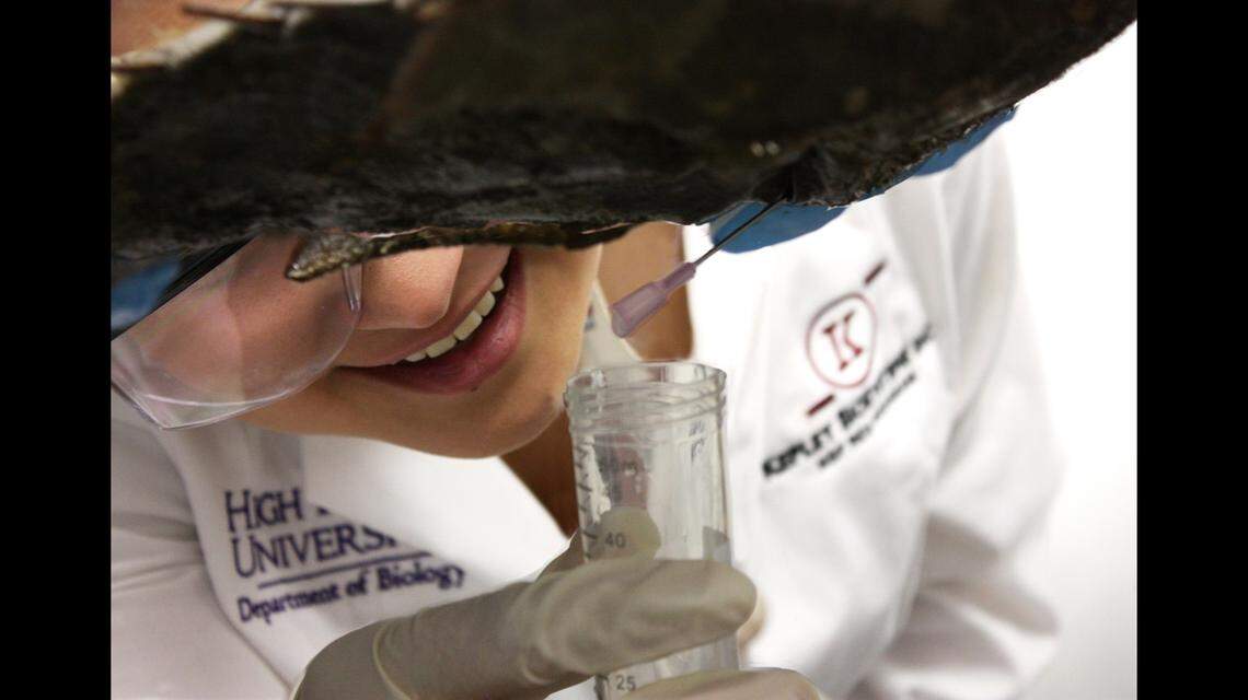 A scientist bleeds a horseshoe crab at Kepley BioSystems Incorporated in Greensboro.  The horseshoe crab’s blue blood is used to ensure the safety of biomedical devices and injections.