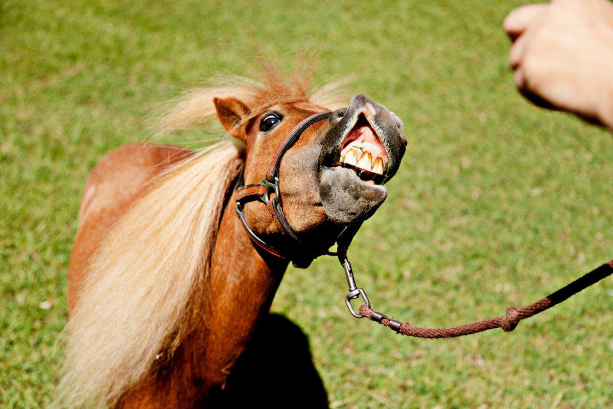 Therapy mini horse, Kiwi, smiles on command for a treat from his owner, Tara Needham, at their Raleigh home on Thursday, Aug. 5, 2021. Kiwi recently starred in the film, “Reggie,” that addresses mental health issues.