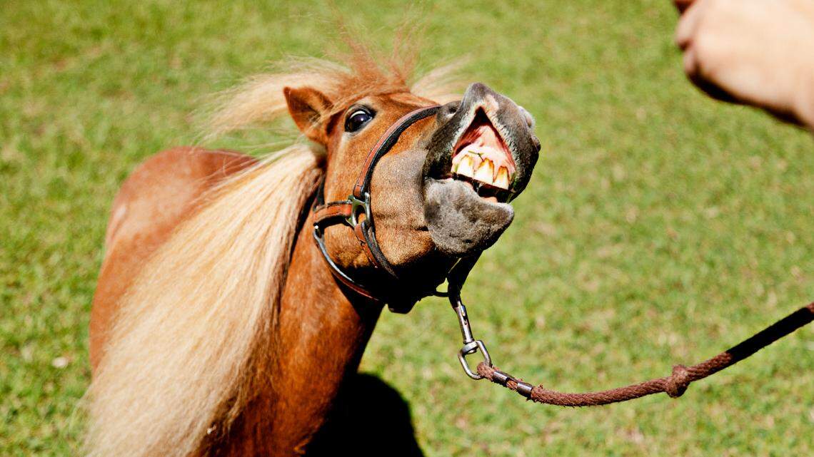 Therapy mini horse, Kiwi, smiles on command for a treat from his owner, Tara Needham, at their Raleigh home on Thursday, Aug. 5, 2021. Kiwi recently starred in the film, “Reggie,” that addresses mental health issues.