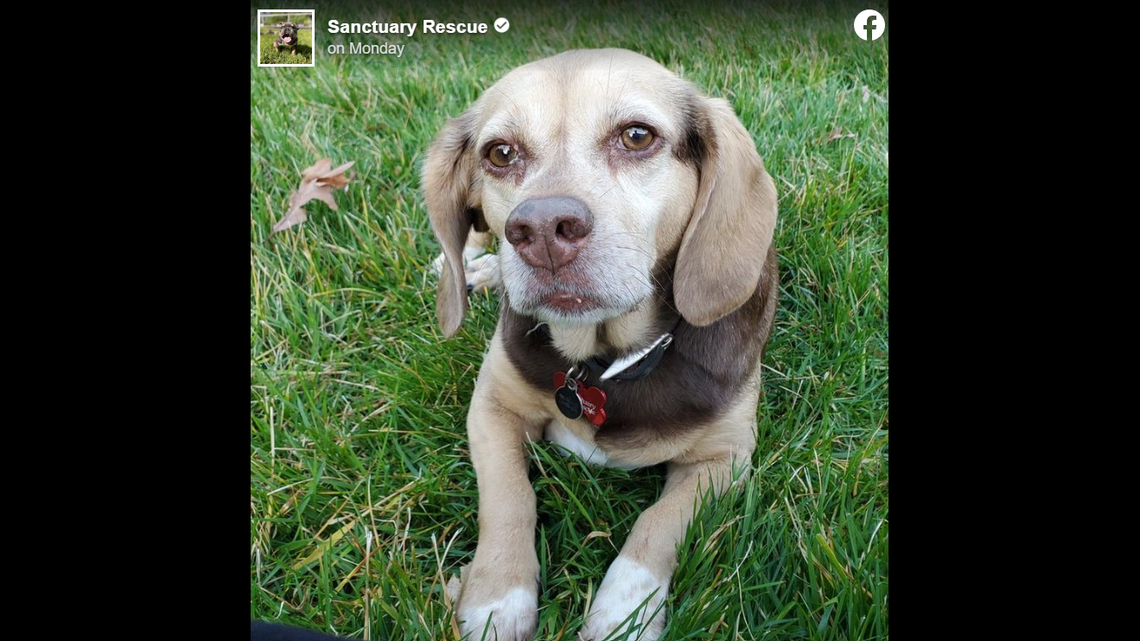 Abby the dog is set to find a new family after a Virginia rescue organization shared a heartfelt online post.