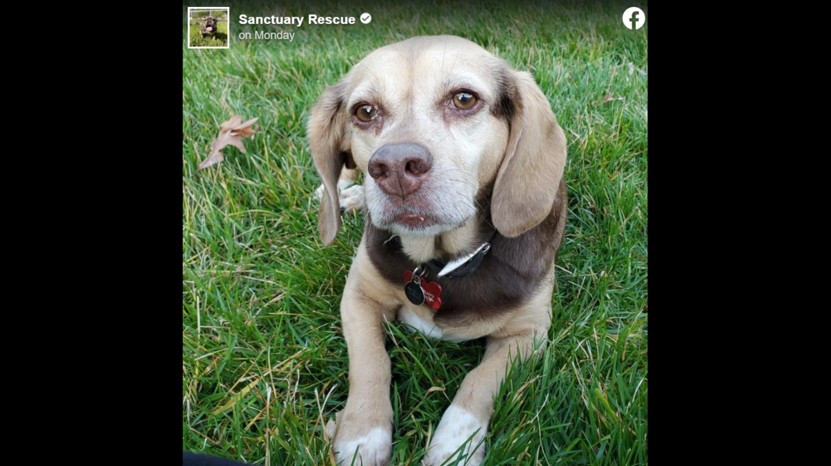 Abby the dog is set to find a new family after a Virginia rescue organization shared a heartfelt online post.