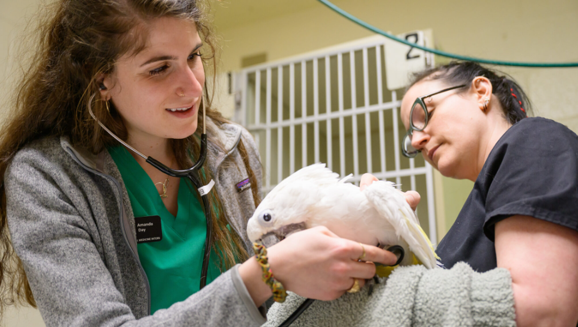 Dr. Amanda Day, an NC State clinical intern in zoological and exotic animal medicine, examines Boo during a recent recheck, while registered veterinary technician Meagan Smith holds him.