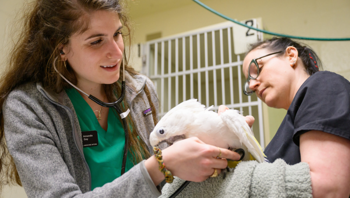 Dr. Amanda Day, an NC State clinical intern in zoological and exotic animal medicine, examines Boo during a recent recheck, while registered veterinary technician Meagan Smith holds him.