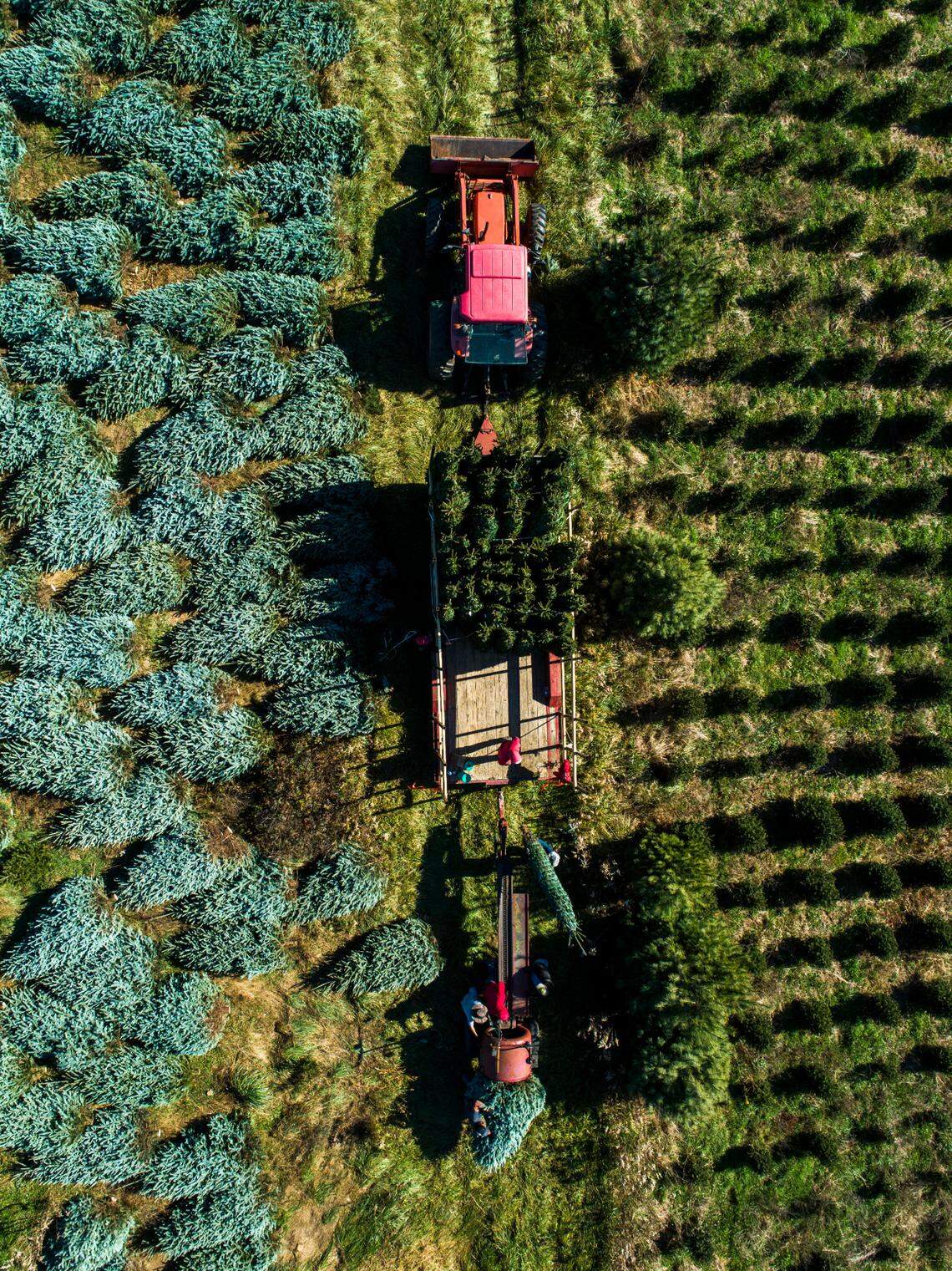 Farmworkers harvest hundreds of Christmas Trees at Mistletoe Meadows Christmas Trees in Laurel Springs. North Carolina growers will produce between 5.5 million and 6.5 million Christmas trees the holiday season.