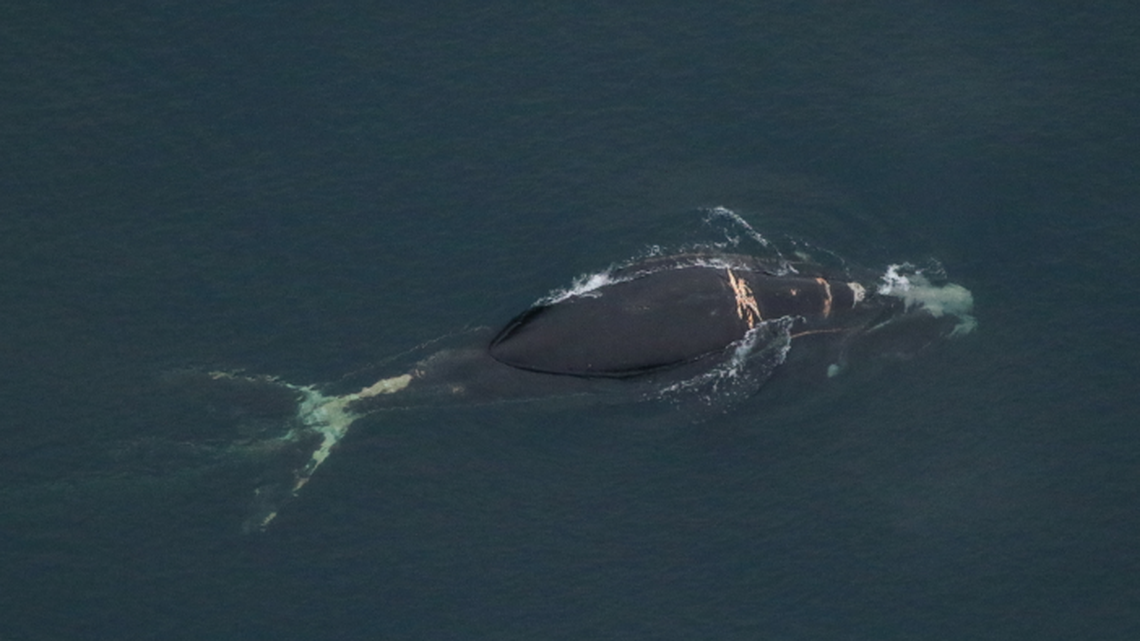 This 4-year-old female right whale is heavily entangled in fishing gear and fighting for its life in waters off North Carolina’s Outer Banks, NOAA Fisheries says.